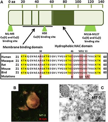 Metallothionein, Copper and Alpha-Synuclein in Alpha-Synucleinopathies